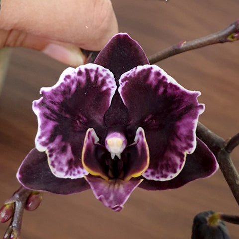 Phal. Miki Black Angel (peloric - 2 eyes) 美琪黑天使 (兩眼)