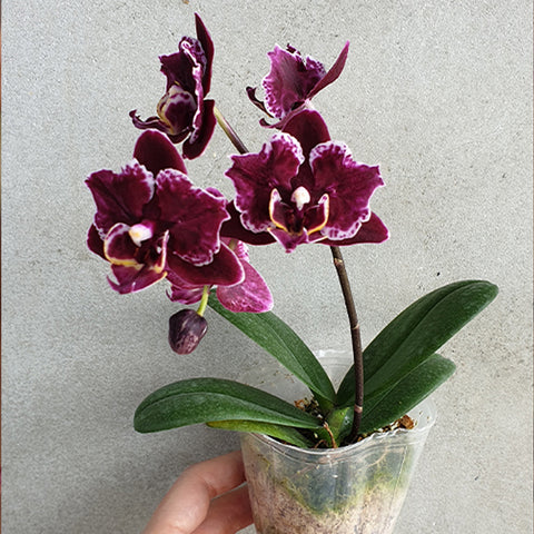 Phal. Miki Black Angel (peloric - 2 eyes) 美琪黑天使 (兩眼)