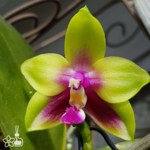 Phal. KS Happy Eagle 快樂鷹