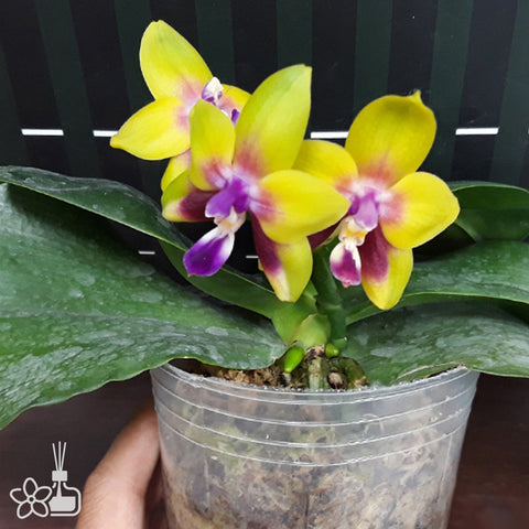 Phal. KS Happy Eagle 快樂鷹