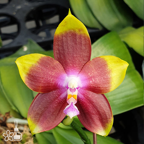 Phal. Tying Shin Fly Eagle 'Miki' 飛鷹 'Miki'
