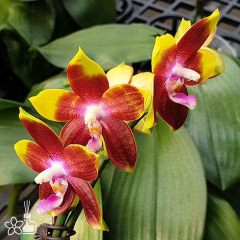Phal. Tying Shin Fly Eagle 'Miki' 飛鷹 'Miki'