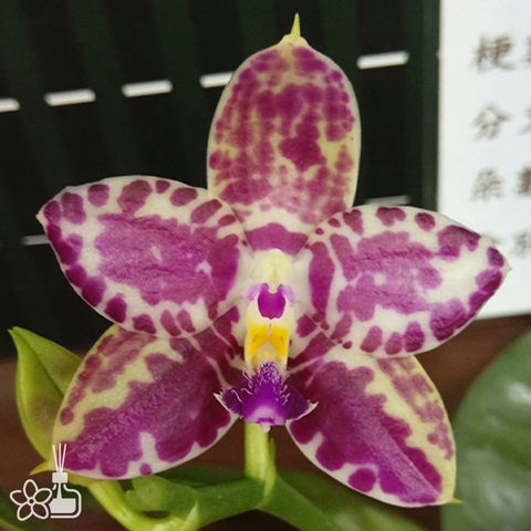 Phal. Lyndon Mix Zebra '867' 林登斑馬 '867'