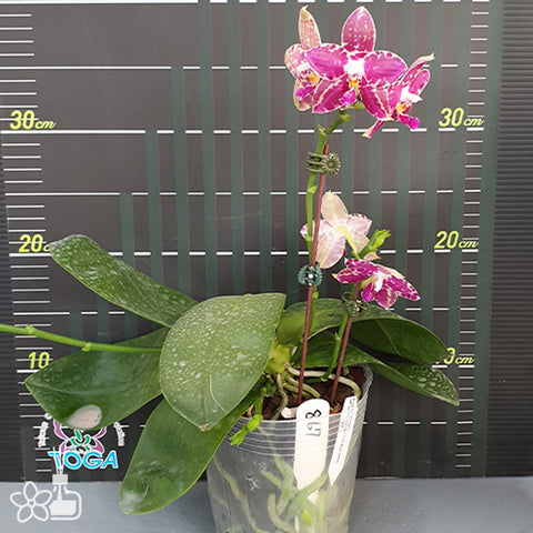 Phal. Lyndon Mix Zebra '867' 林登斑馬 '867'