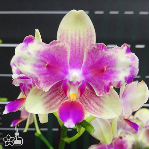 Phal. I-Hsin Venus (peloric - 2 eyes) 金星 (兩眼)
