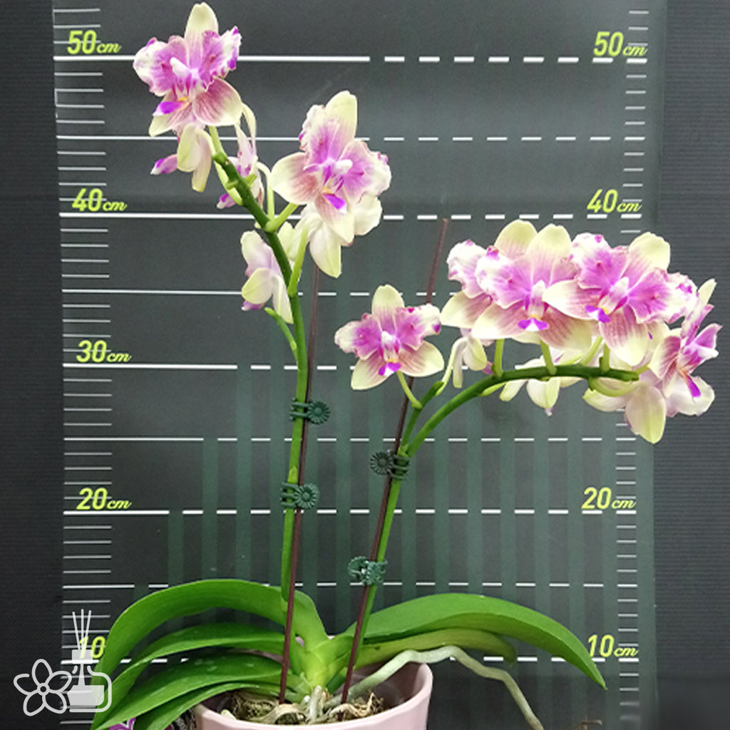 Phal. I-Hsin Venus (peloric - 2 eyes) 金星 (兩眼) – Orchidmart