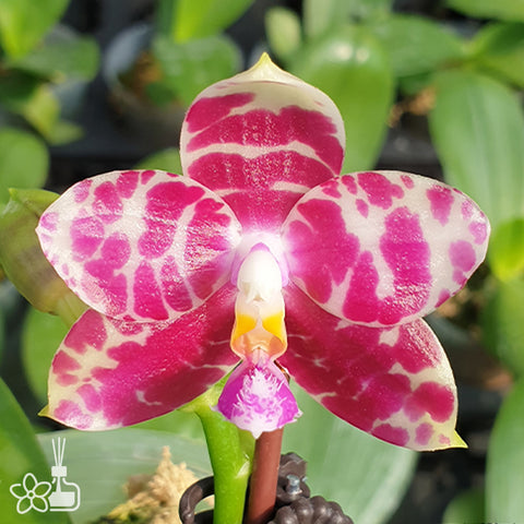 P. Mituo Reflex Dragon 'Blue -2' AM/AOS彌陀反射龍