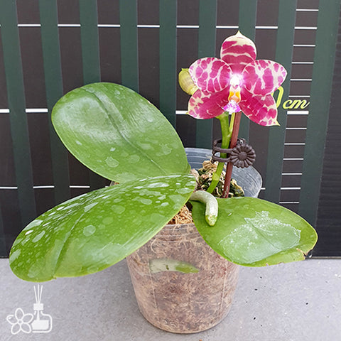 P. Mituo Reflex Dragon 'Blue -2' AM/AOS彌陀反射龍