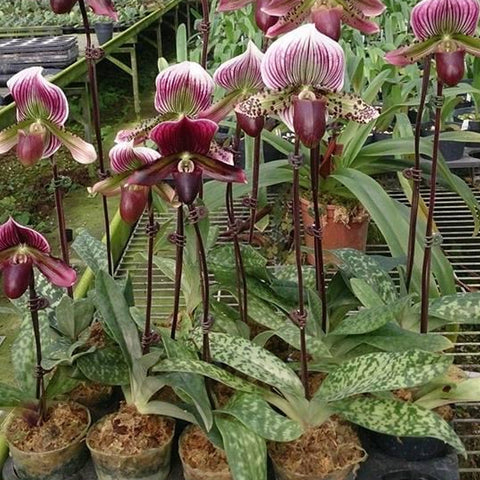 P. Mituo Reflex Dragon 'Blue -2' AM/AOS彌陀反射龍