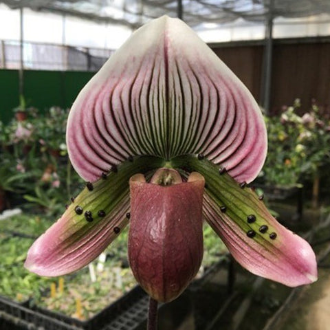 P. Mituo Reflex Dragon 'Blue -2' AM/AOS彌陀反射龍