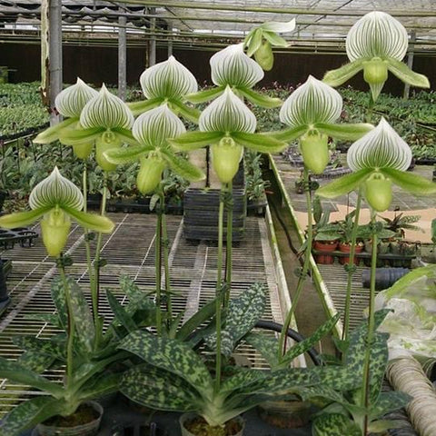 P. Mituo Reflex Dragon 'Blue -2' AM/AOS彌陀反射龍