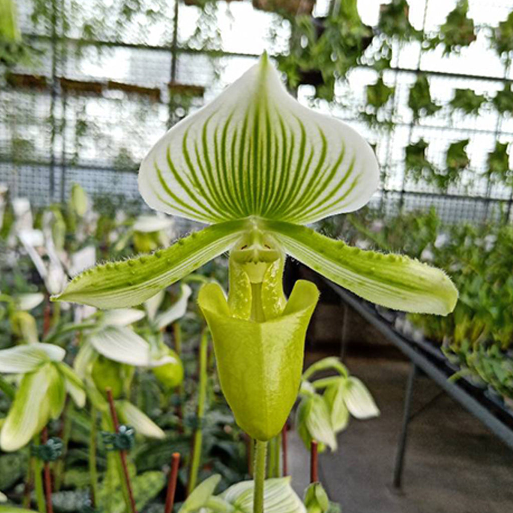 [bare Root]paph Green Maudiae 綠魔帝[oct Preorder] Orchidmart