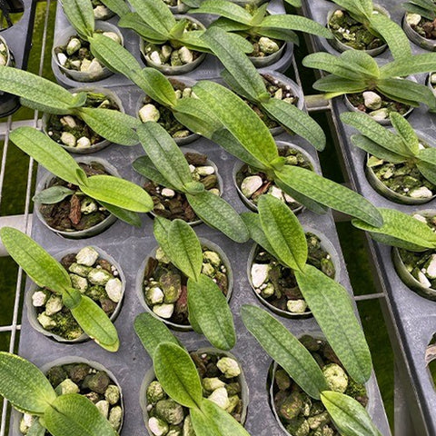 P. Mituo Reflex Dragon 'Blue -2' AM/AOS彌陀反射龍