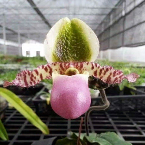 P. Mituo Reflex Dragon 'Blue -2' AM/AOS彌陀反射龍