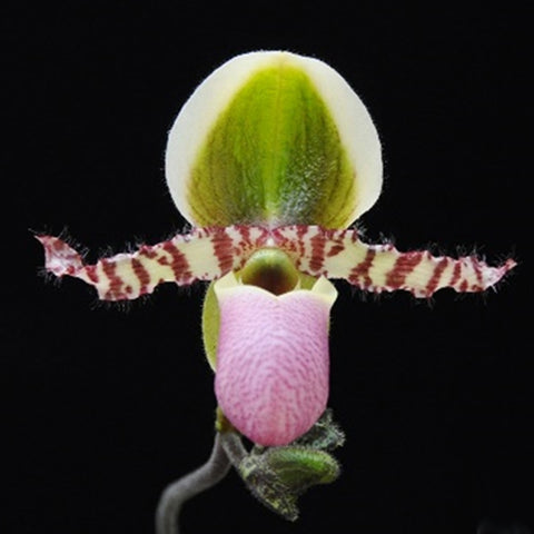 P. Mituo Reflex Dragon 'Blue -2' AM/AOS彌陀反射龍