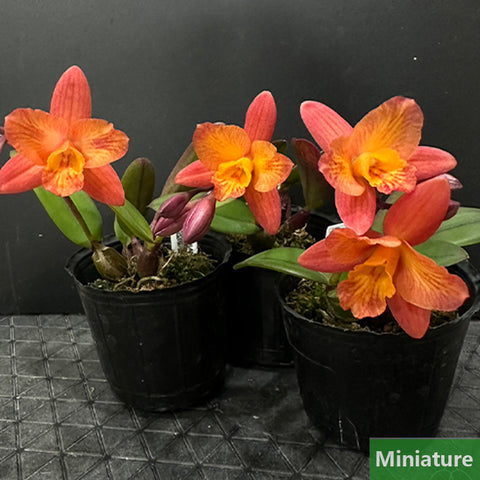 書房。 cucumerinum × sib 苦瓜石斛