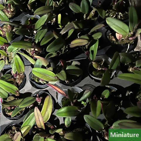 書房。 cucumerinum × sib 苦瓜石斛