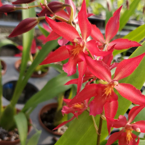 帕夫。 leucochilum × sib 尼克兄弟交