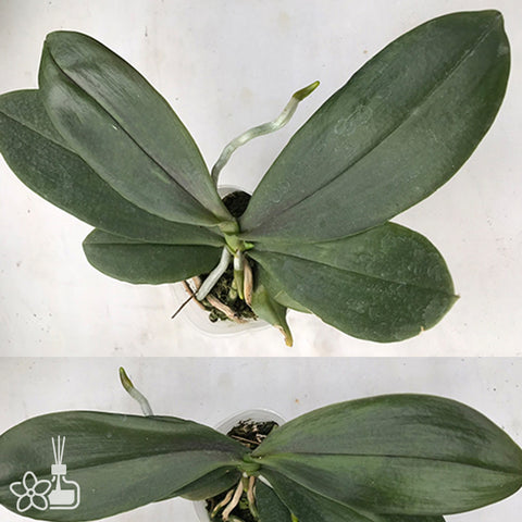 法爾。 speciosa "Mauve" 罩花蝴蝶“芋頭色”