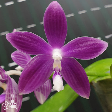 法爾。 speciosa "Mauve" 罩花蝴蝶“芋頭色”