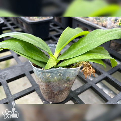 法爾。 speciosa "Mauve" 罩花蝴蝶“芋頭色”