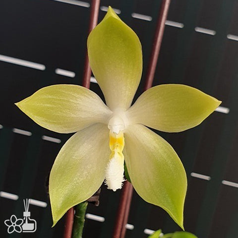 法爾。 speciosa "Mauve" 罩花蝴蝶“芋頭色”