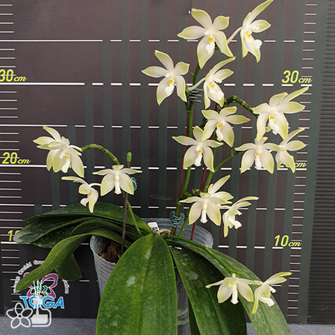 法爾。 speciosa "Mauve" 罩花蝴蝶“芋頭色”