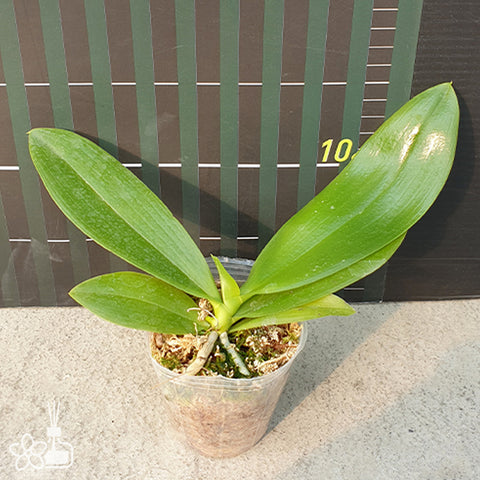 法爾。 speciosa "Mauve" 罩花蝴蝶“芋頭色”