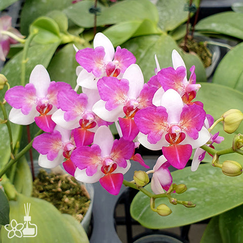 法爾。 speciosa "Mauve" 罩花蝴蝶“芋頭色”