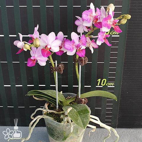 法爾。 speciosa "Mauve" 罩花蝴蝶“芋頭色”