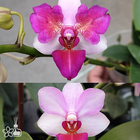 法爾。 speciosa "Mauve" 罩花蝴蝶“芋頭色”