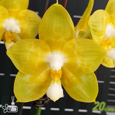 法爾。 speciosa "Mauve" 罩花蝴蝶“芋頭色”