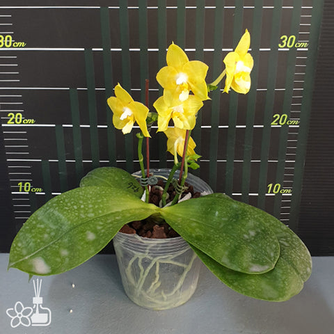 法爾。 speciosa "Mauve" 罩花蝴蝶“芋頭色”