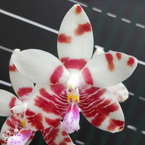 法爾。 speciosa "Mauve" 罩花蝴蝶“芋頭色”