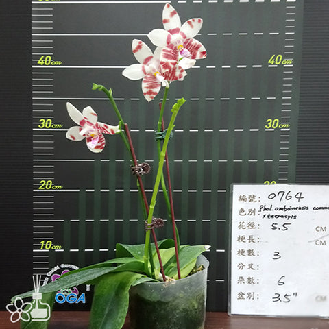 法爾。 speciosa "Mauve" 罩花蝴蝶“芋頭色”