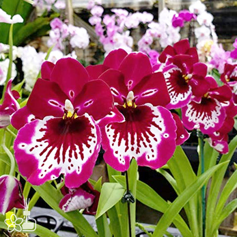 法爾。 speciosa "Mauve" 罩花蝴蝶“芋頭色”