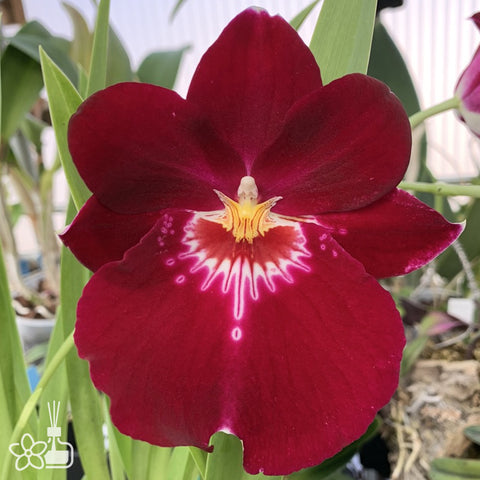 法爾。 speciosa "Mauve" 罩花蝴蝶“芋頭色”