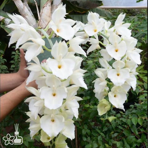 法爾。 speciosa "Mauve" 罩花蝴蝶“芋頭色”