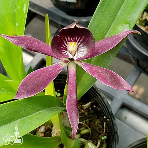 Psh. cochleata × Epc. Miva Etoile 黑章魚