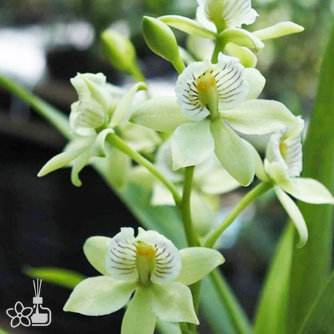 法爾。 speciosa "Mauve" 罩花蝴蝶“芋頭色”