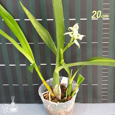 法爾。 speciosa "Mauve" 罩花蝴蝶“芋頭色”