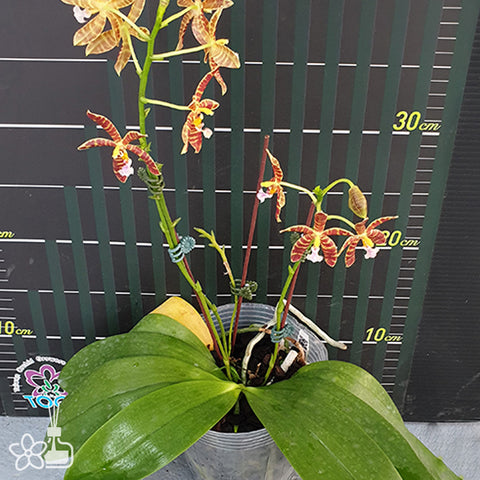 法爾。 speciosa "Mauve" 罩花蝴蝶“芋頭色”