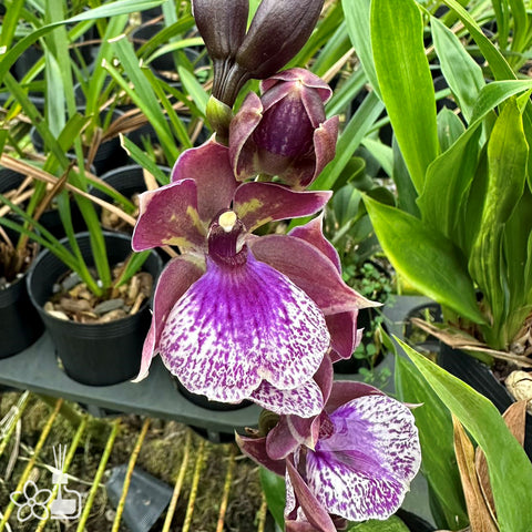 法爾。 speciosa "Mauve" 罩花蝴蝶“芋頭色”