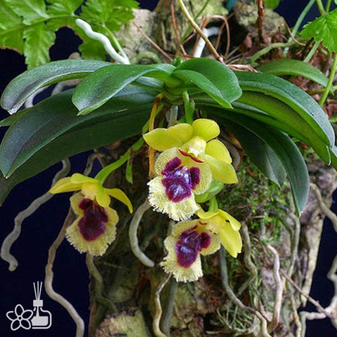 法爾。 speciosa "Mauve" 罩花蝴蝶“芋頭色”