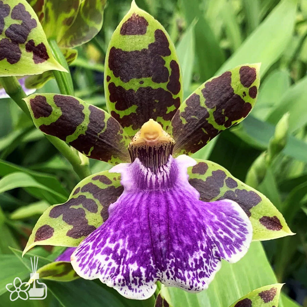 Zygo. Jumpin Jack 紫香蘭Jumpin Jack Orchidmart