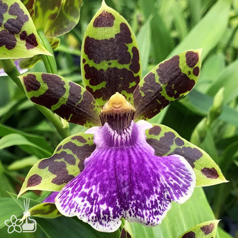 法爾。 speciosa "Mauve" 罩花蝴蝶“芋頭色”