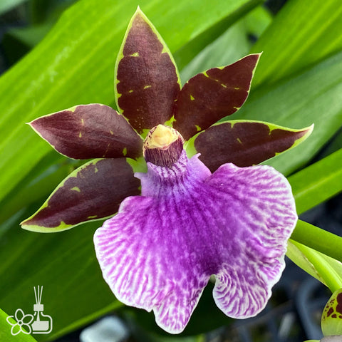 法爾。 speciosa "Mauve" 罩花蝴蝶“芋頭色”