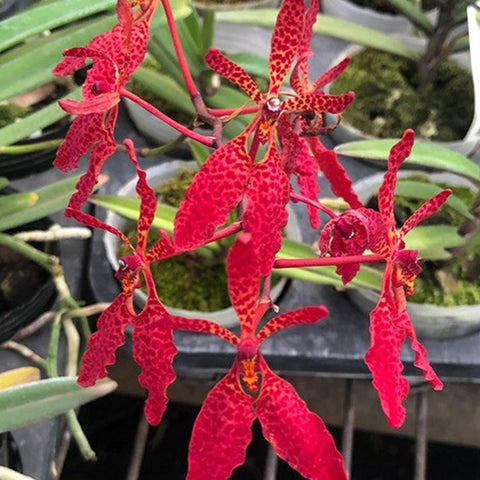 Ren. Memoria Robin Musolino 火焰蘭羅賓