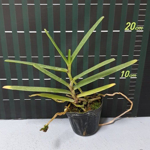 Ren. Memoria Robin Musolino 火焰蘭羅賓