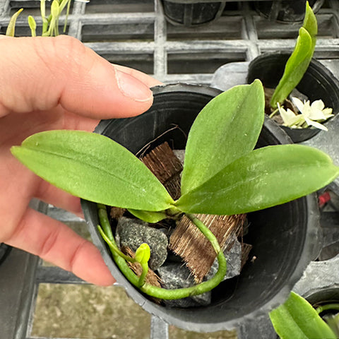 Aerangis (citrata × fastuosa) × citrate 白孔雀風蘭
